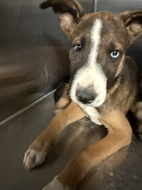 Shelter Stray Male Dog last seen , 38550 Sierra Hwy, Palmdale, CA 93550, USA