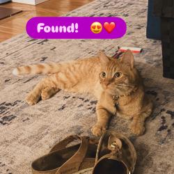 Reunited Male Cat last seen Near Treemont Cheverly MD 20785, Cheverly, MD 20785
