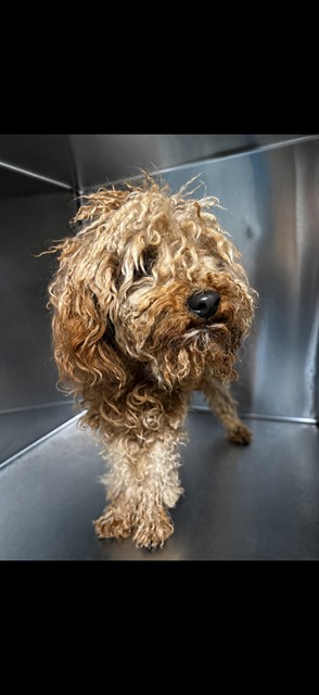 Shelter Stray Male Dog last seen , 38550 Sierra Hwy, Palmdale, CA 93550, USA