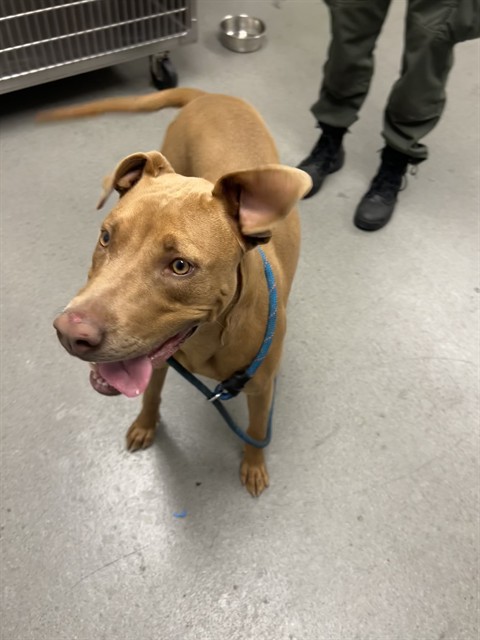 Shelter Stray Female Dog last seen 16TH X BRYANT, 1419 Bryant St, San Francisco, CA 94103, USA