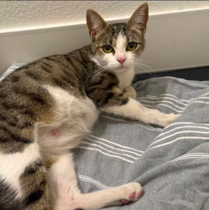 Shelter Stray Female Cat last seen , 1590 Fortmann Way, Alameda, CA 94501, USA