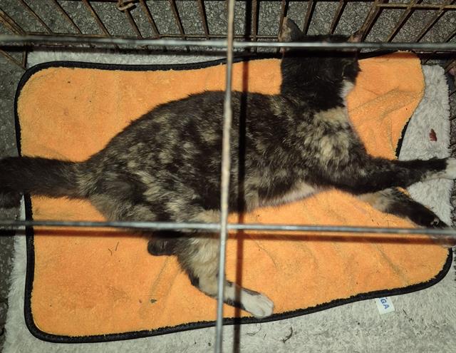Shelter Stray Female Cat last seen FIRESTAR TRAIL, 4710 TX-151, San Antonio, TX 78227, USA
