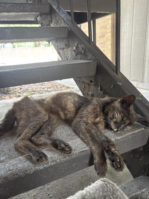 Shelter Stray Female Cat last seen Near BLOCK DE ZAVALA, 4710 TX-151, San Antonio, TX 78227, USA