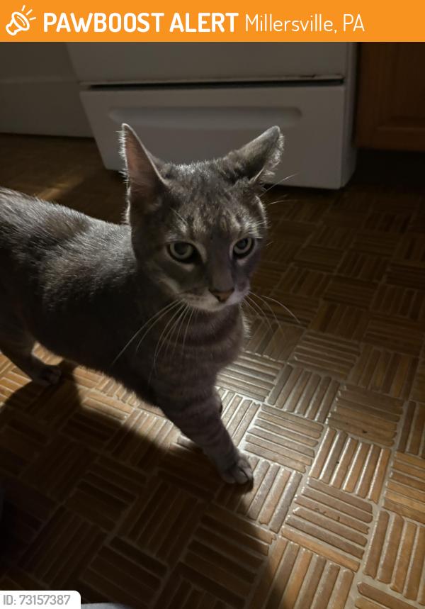 Found/Stray Male Cat last seen Near Penn manor high school, Millersville, PA 17551
