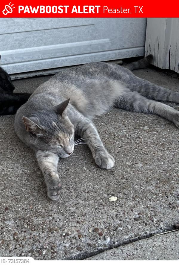 Lost Female Cat last seen Harwell Lake, Peaster, TX 76088