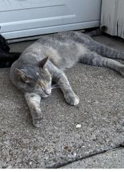 Lost Female Cat last seen Harwell Lake, Peaster, TX 76088