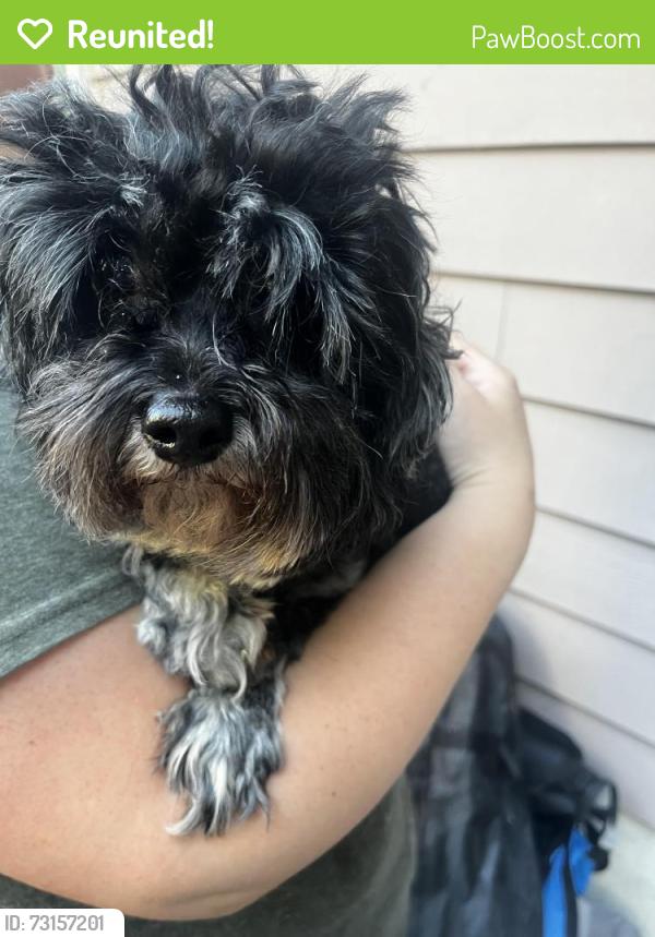 Reunited Male Dog last seen 197tg and 5th ave nw, Shoreline, WA 98177
