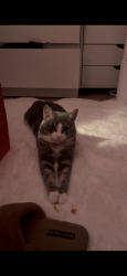 Lost Male Cat last seen providence st, West Warwick, RI 02893