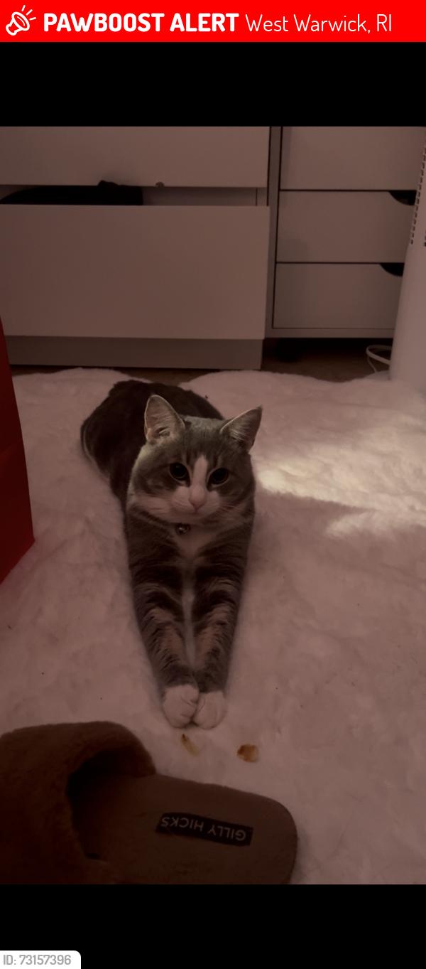 Lost Male Cat last seen providence st, West Warwick, RI 02893
