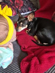Reunited Female Dog last seen 59th ave & alice, Glendale, AZ 85302