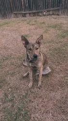 Reunited Female Dog last seen Division Ave, San Antonio, TX, San Antonio, TX 78211