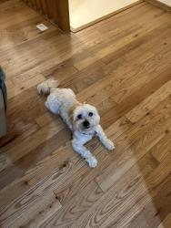 Lost Male Dog last seen Hampshire Ave round a bout, Minneapolis, MN 55445