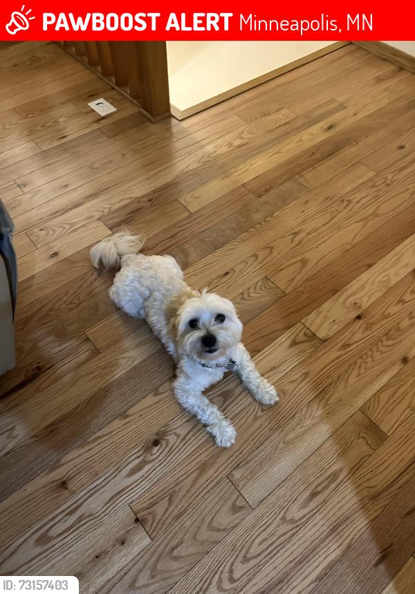 Lost Male Dog last seen Hampshire Ave round a bout, Minneapolis, MN 55445