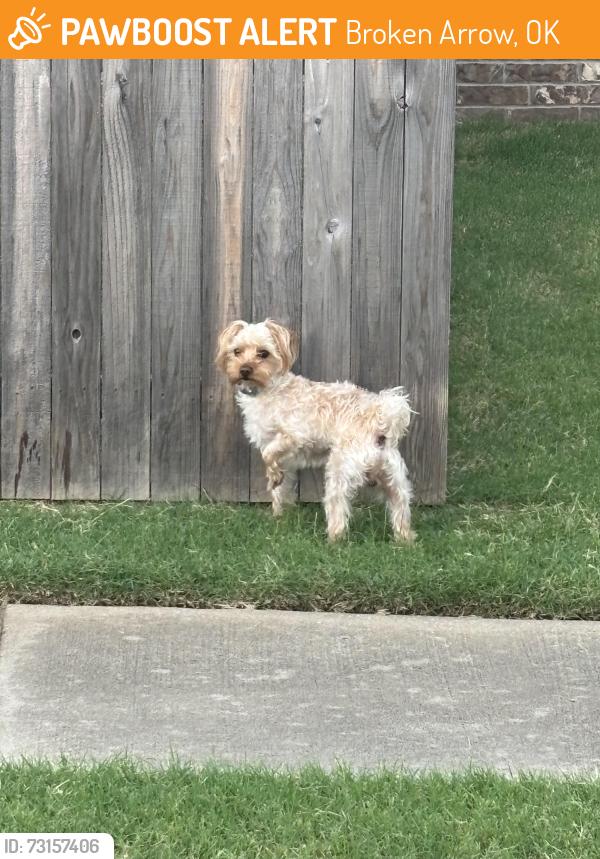 Found/Stray Male Dog last seen S 14th & E Boston ct, Broken Arrow, OK 74012