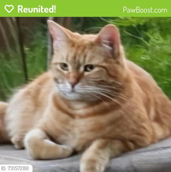 Reunited Female Cat last seen E Washington Ave., El Cajon, CA 92019