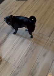 Reunited Male Dog last seen Near SW 50th St, Oklahoma City, OK 73109, USA, Oklahoma City, OK 73109