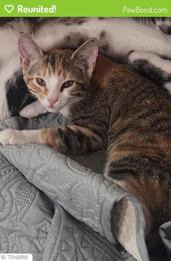 Reunited Female Cat last seen Near Tacoma Drive, Fort Worth, TX 76108