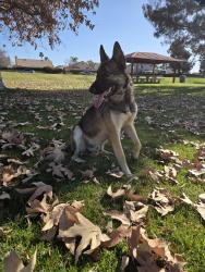 Lost Male Dog last seen Stetson and Buena Vista, Hemet, CA 92543