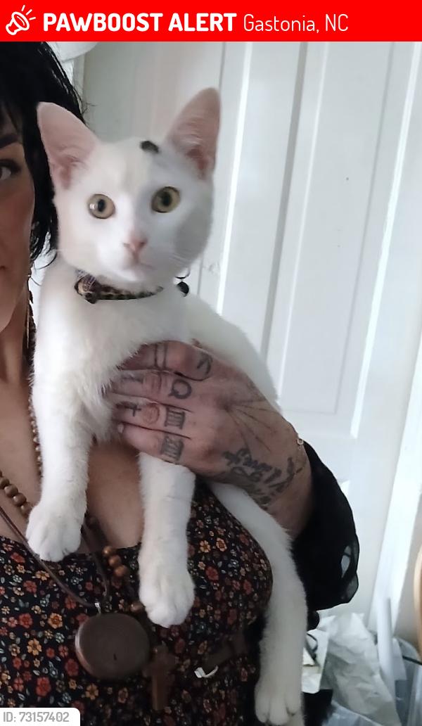 Lost Male Cat last seen Weldon street, Gastonia, NC 28052