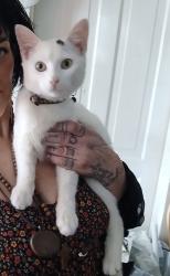 Lost Male Cat last seen Weldon street, Gastonia, NC 28052