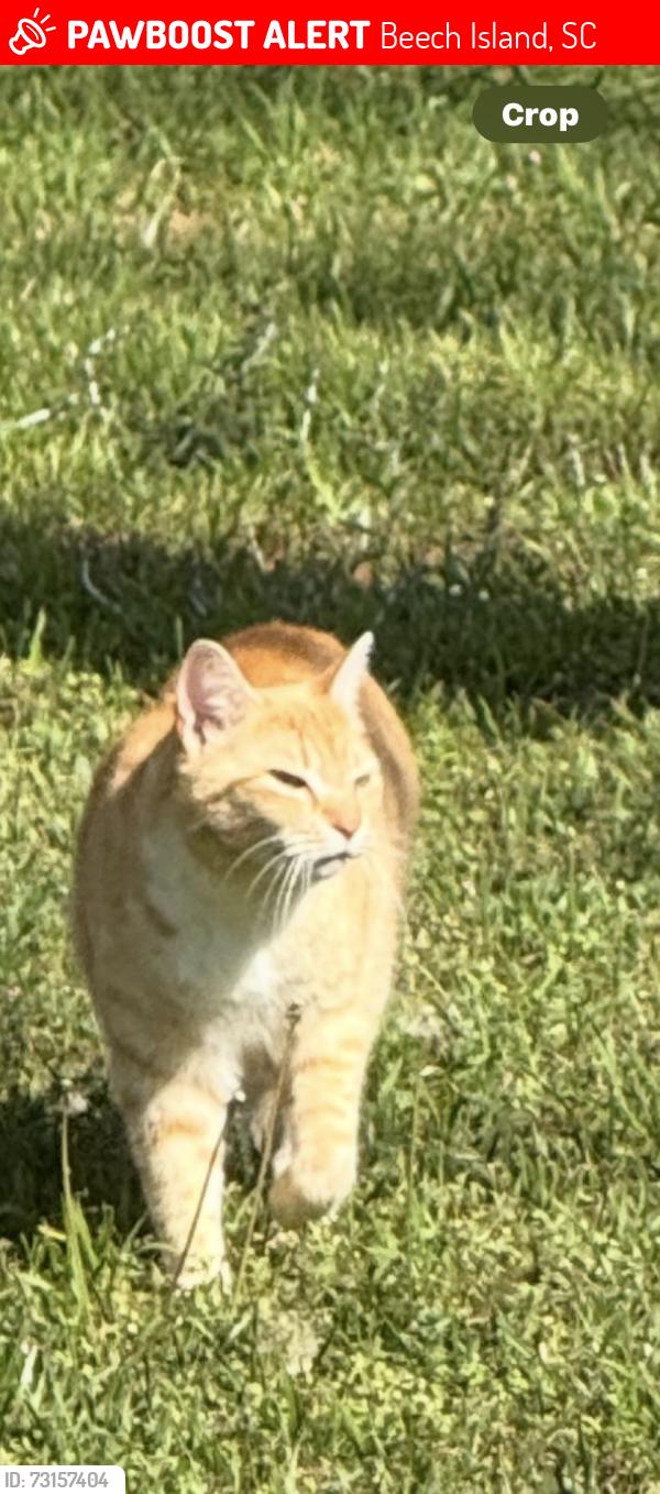 Lost Male Cat last seen Atomic Road, Beech Island, SC 29842
