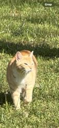 Lost Male Cat last seen Atomic Road, Beech Island, SC 29842