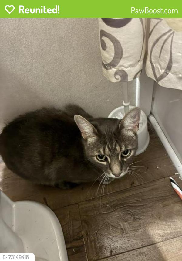 Reunited Unknown Cat last seen Folsom & Bluff Boulder, CO, Boulder, CO 80304