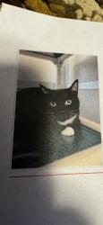 Reunited Male Cat last seen 112th or 128th. 118th or 120h, Puyallup, WA 98373