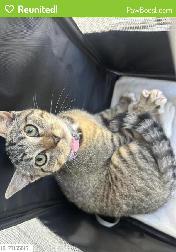 Reunited Unknown Cat last seen Grove Way, Castro Valley, CA 94546