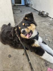 Lost Female Dog last seen 42nd street, San Diego, CA 92105