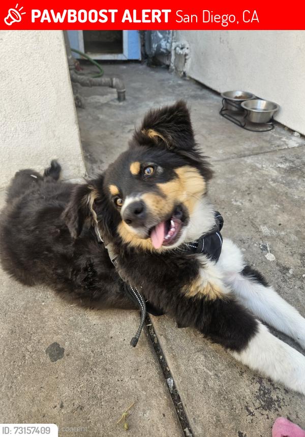 Lost Female Dog last seen 42nd street, San Diego, CA 92105