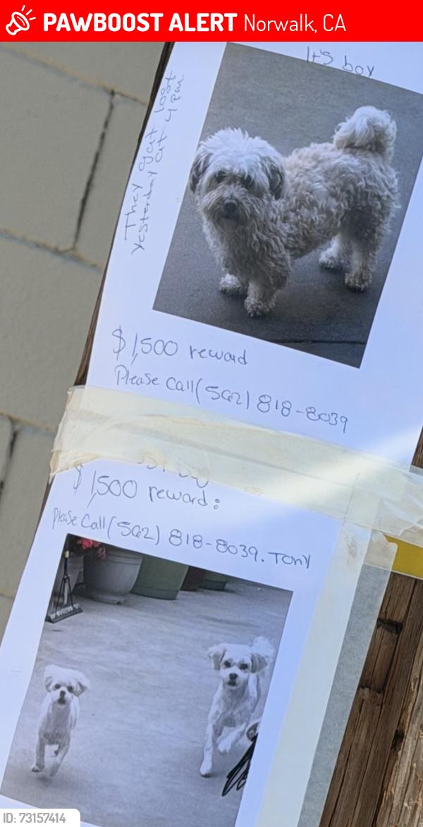 Lost Male Dog last seen Norwalk, Norwalk, CA 90650