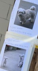 Lost Male Dog last seen Norwalk, Norwalk, CA 90650