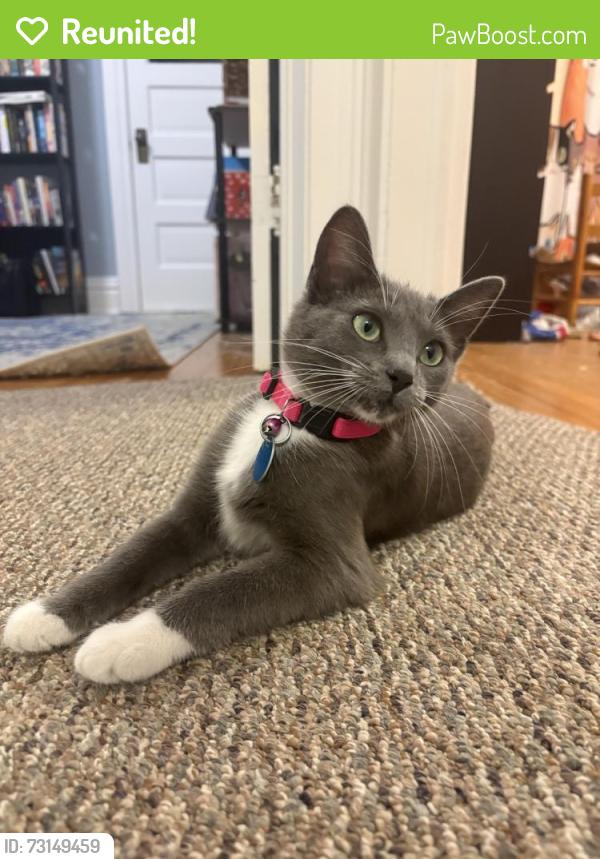 Reunited Female Cat last seen 16th street and Adams street, Denver, CO 80206