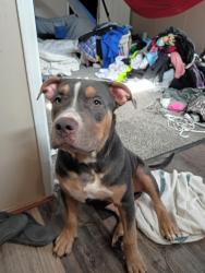 Found/Stray Male Dog last seen N/a, Wichita, KS 67218