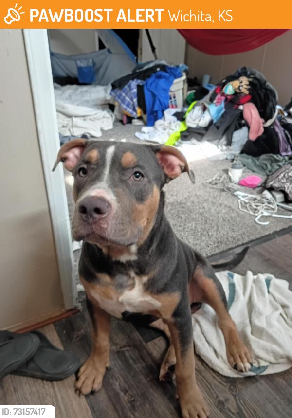 Found/Stray Male Dog last seen N/a, Wichita, KS 67218