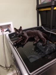 Reunited Male Cat last seen Olive and Emerald, Vista CA, Vista, CA 92056