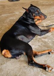 Lost Male Dog last seen Westpark Drive Houston Texas, Houston, TX 77082