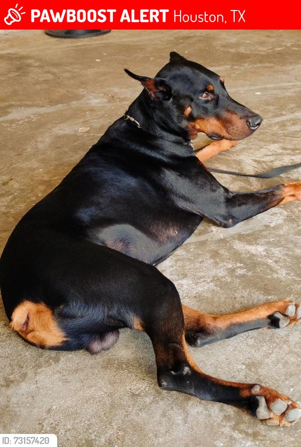 Lost Male Dog last seen Westpark Drive Houston Texas, Houston, TX 77082