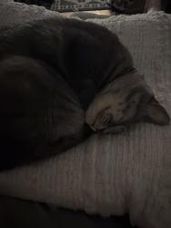 Reunited Female Cat last seen 85th and Ward Parkway, Kansas City, MO 64114