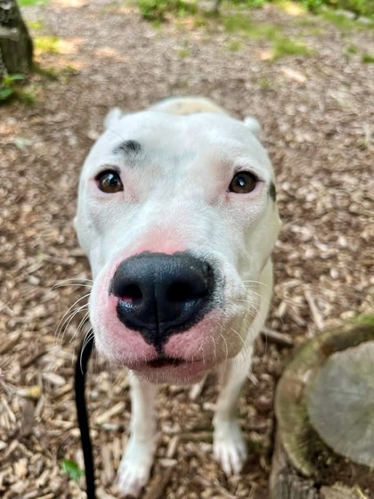 Shelter Stray Female Dog last seen Near Wrenwood ave, 21212, MD, 301 Stockholm St, Baltimore, MD 21230, USA