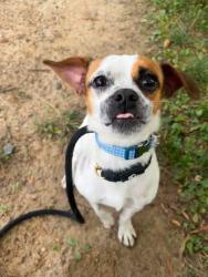 Shelter Stray Male Dog last seen Near Meridene Dr, 21239, MD, 301 Stockholm St, Baltimore, MD 21230, USA