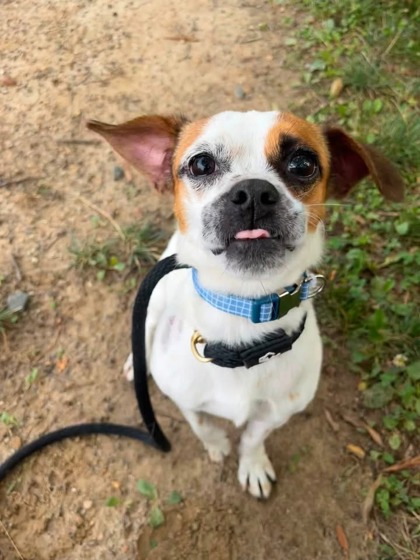 Shelter Stray Male Dog last seen Near Meridene Dr, 21239, MD, 301 Stockholm St, Baltimore, MD 21230, USA