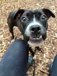 Shelter Stray Female Dog last seen Near Normandy ave, 21229, MD, 301 Stockholm St, Baltimore, MD 21230, USA