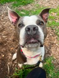 Shelter Stray Female Dog last seen Near Ramsay ave, 21223, MD, 301 Stockholm St, Baltimore, MD 21230, USA