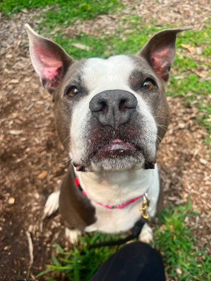 Shelter Stray Female Dog last seen Near Ramsay ave, 21223, MD, 301 Stockholm St, Baltimore, MD 21230, USA