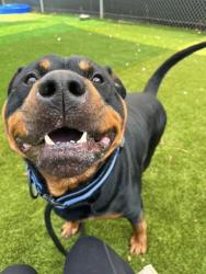 Shelter Stray Male Dog last seen Near Grinnalds Ave, Baltimore, MD 21230, 21230, MD, 301 Stockholm St, Baltimore, MD 21230, USA
