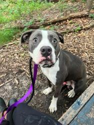 Shelter Stray Male Dog last seen Near Bakbury ct, 21217, MD, 301 Stockholm St, Baltimore, MD 21230, USA