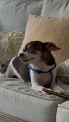 Reunited Male Dog last seen Tindarey bluff trail and victoria harbor dr, Katy, TX 77449