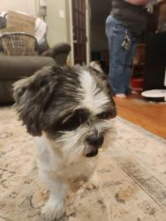 Reunited Male Dog last seen Cooper crossing in north Denton, Denton, TX 76201